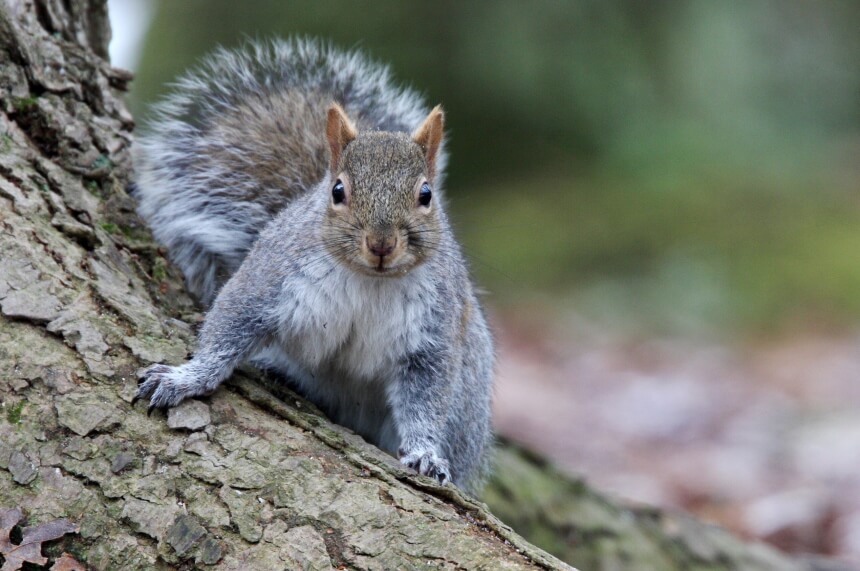 Chipmunk vs. Squirrel: The Difference Explained