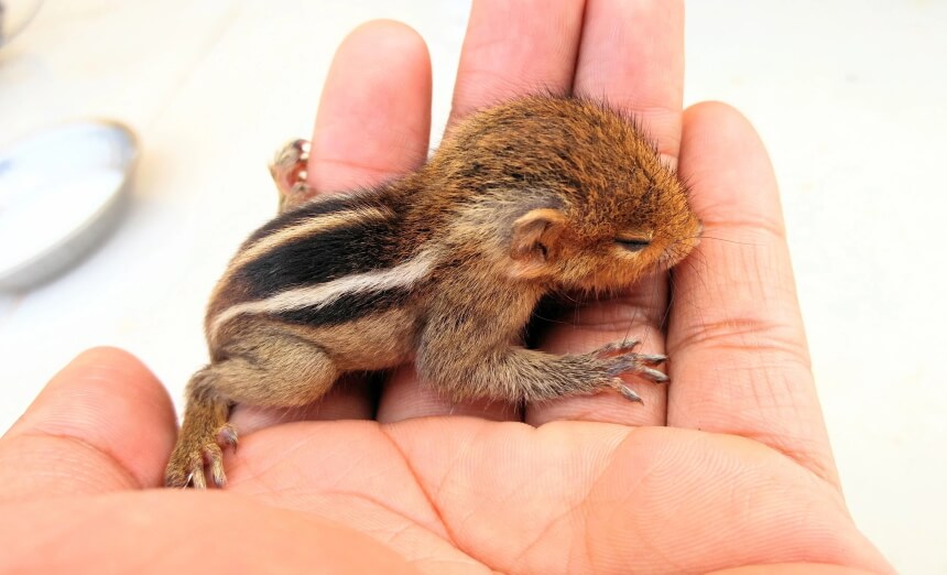 Chipmunk vs. Squirrel: The Difference Explained