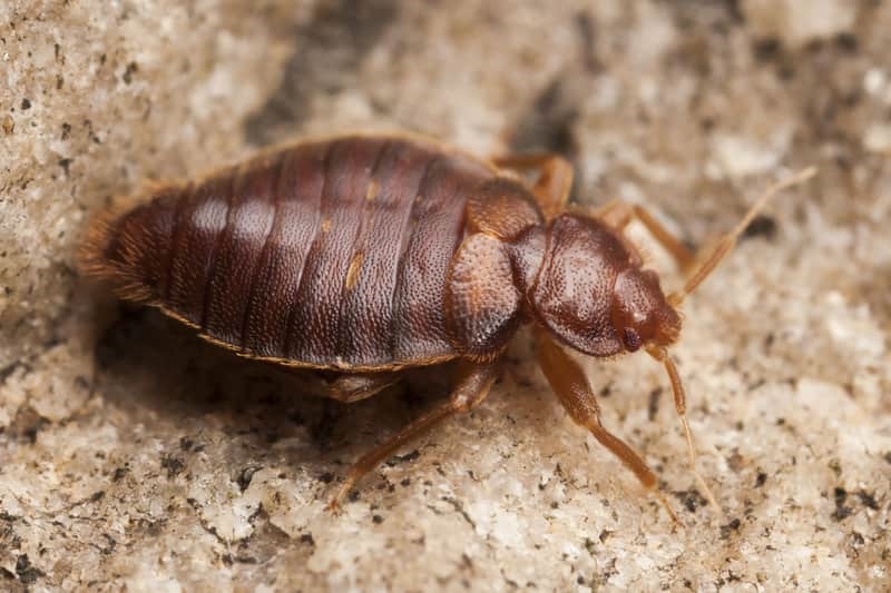 Do Bed Bugs Jump or Not?