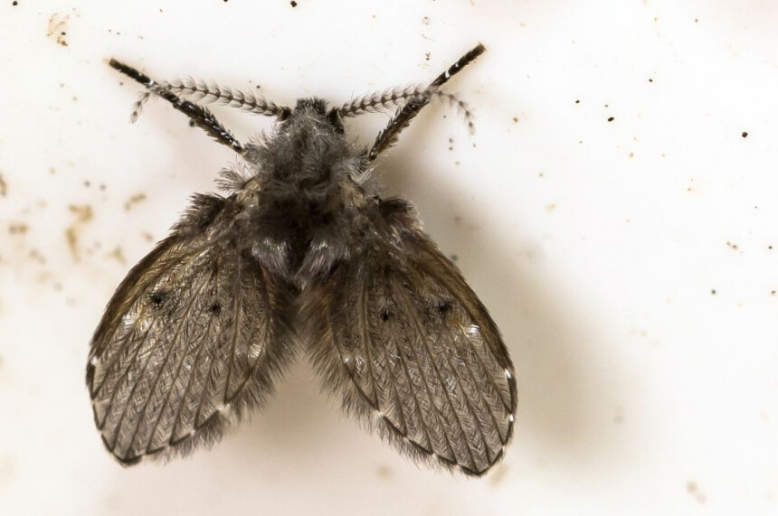 Do Gnats Bite: Reasons and Treatment Tips