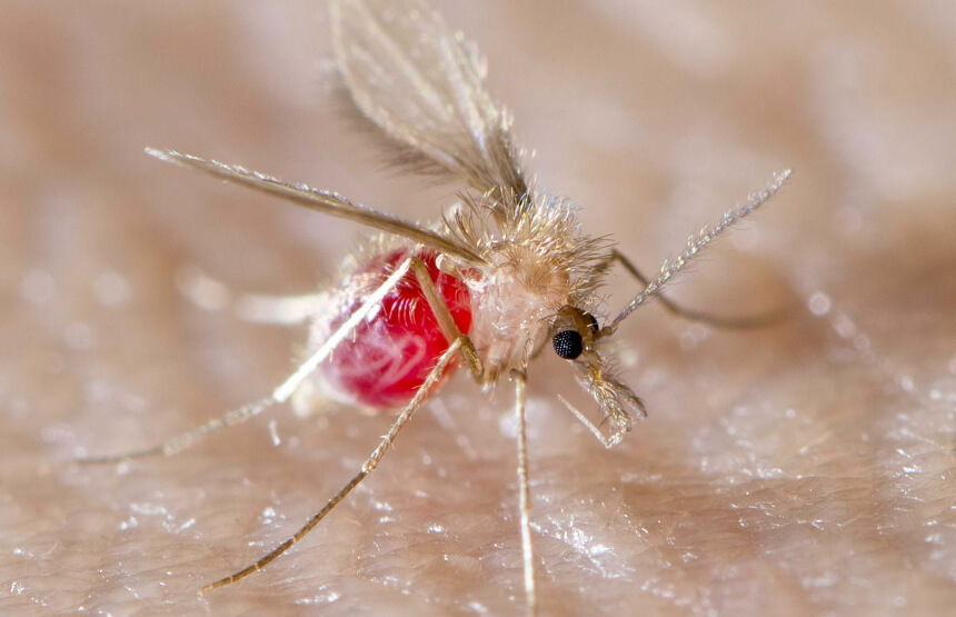 Do Gnats Bite: Reasons and Treatment Tips