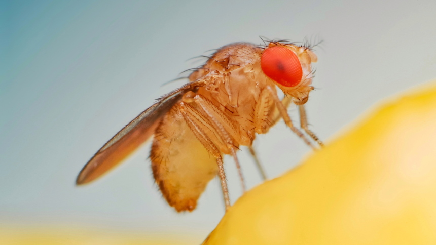 Do Gnats Bite: Reasons and Treatment Tips