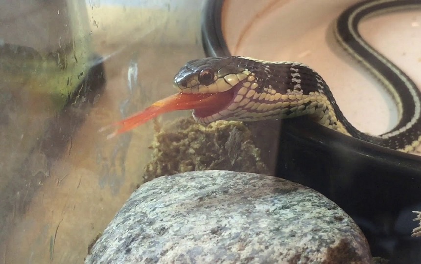 What Do Garter Snakes Eat in the Wild and in Captivity?