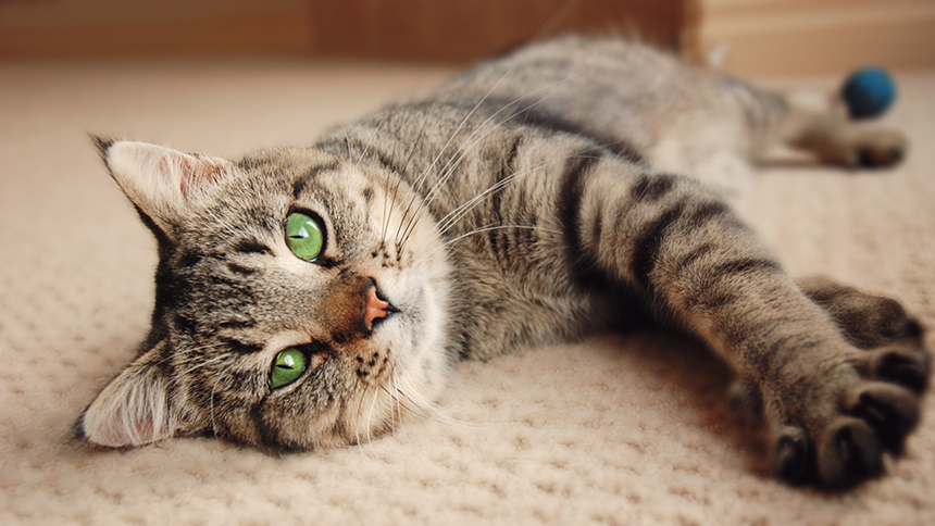 How to Get Rid of Rats in Walls and Ceiling: the Most Effective Methods