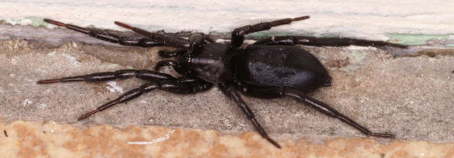 How to Get Rid of Spiders in the Garage - Effective Methods & Tips