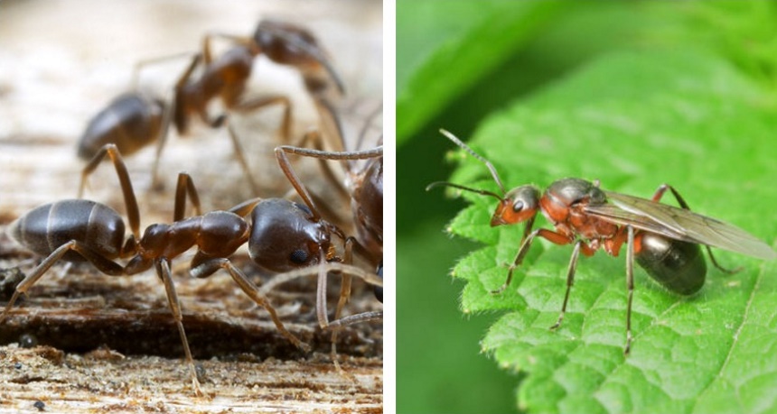 How Long do Ants Live?