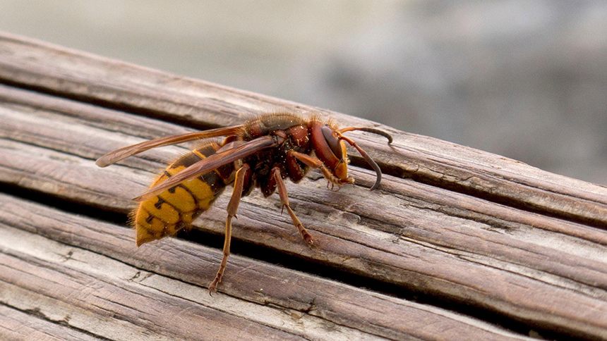 How To Get Rid of Hornets Safely