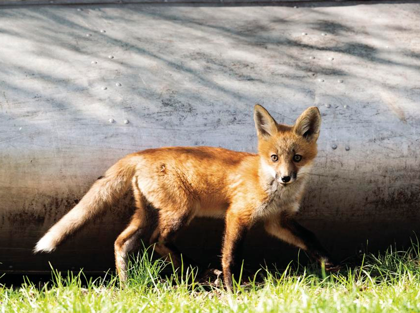 How to Get Rid Of Foxes in Your Yard: 6 Humane & Natural Methods