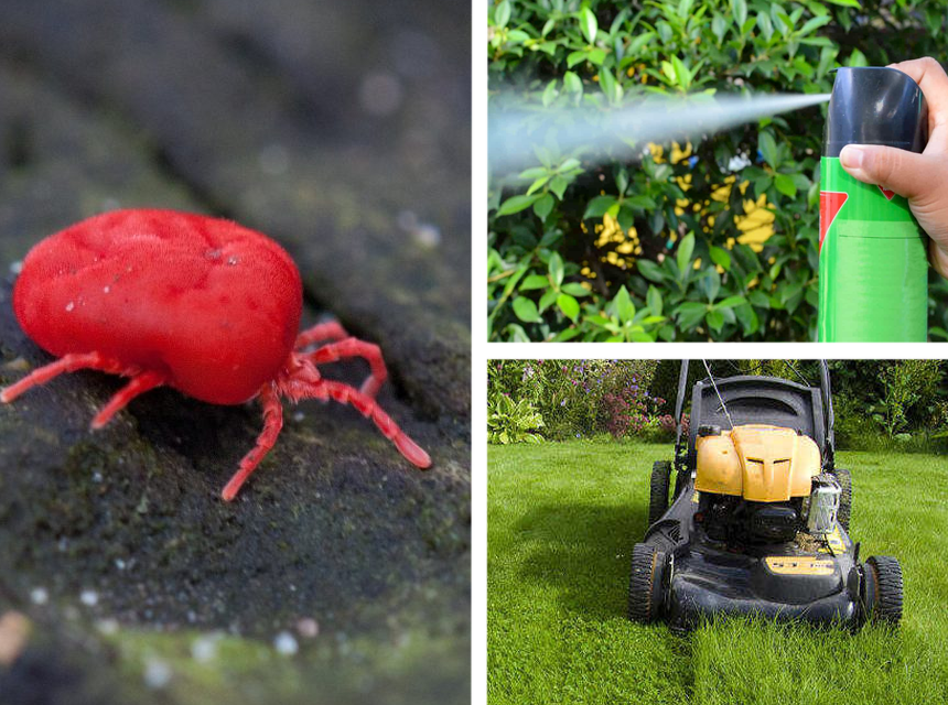 How to Get Rid of Chiggers in Your Home, Yard, and on Your Skin!