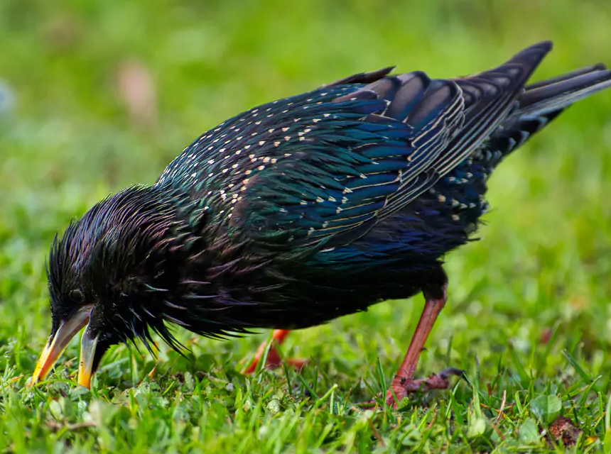How to Get Rid of European Starlings