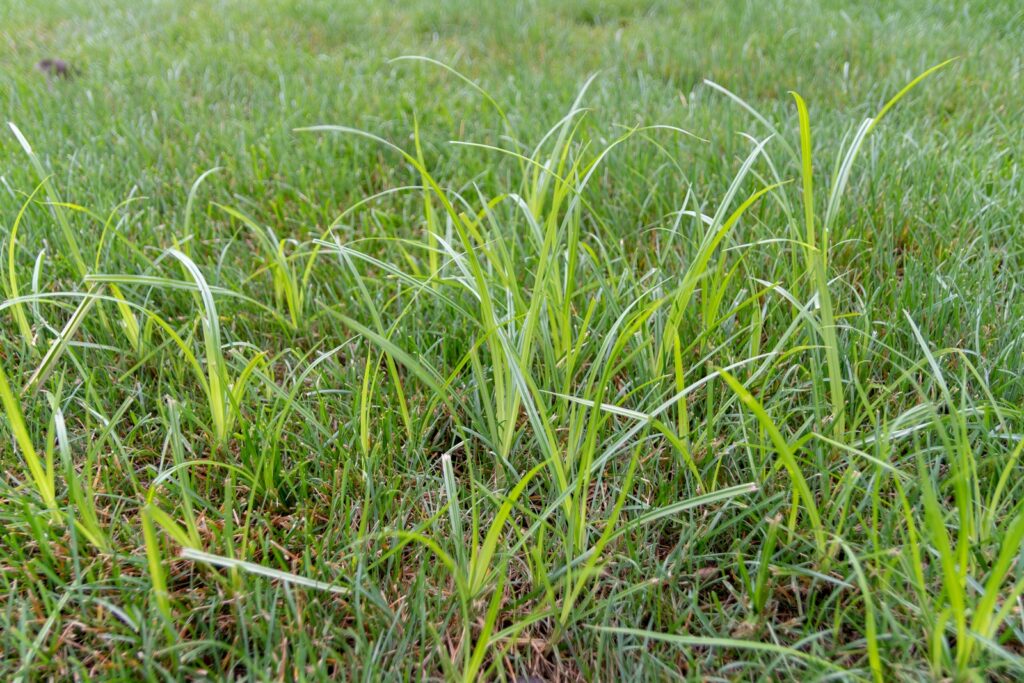 How to Get Rid of Nutsedge Grass