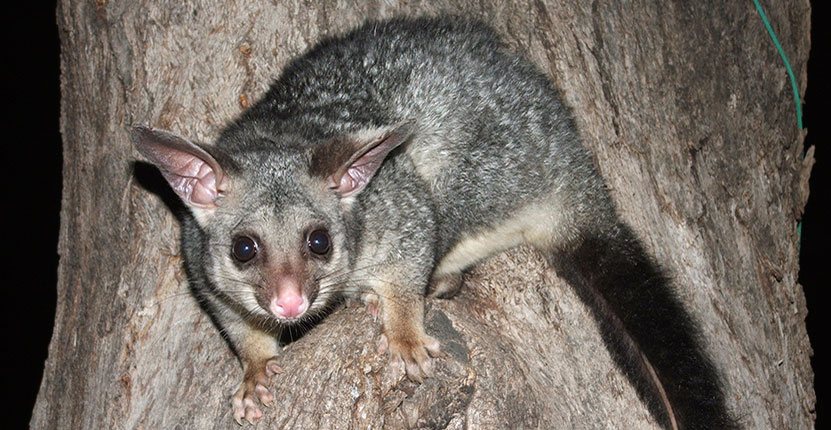 How to Get Rid of Possums in Your Yard