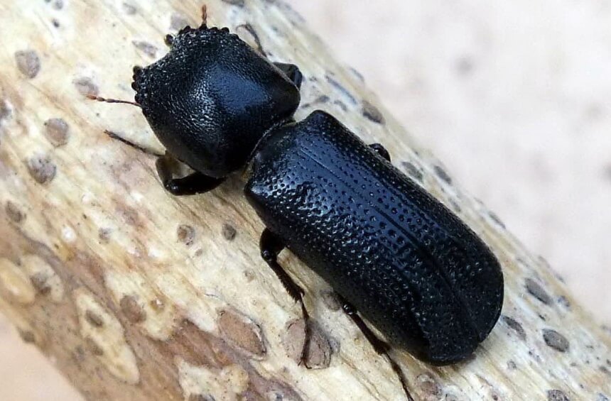 How to Get Rid of Powder Post Beetles: Pet-Safe & Natural Methods