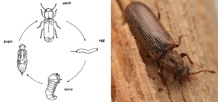 How to Get Rid of Powder Post Beetles: Pet-Safe & Natural Methods