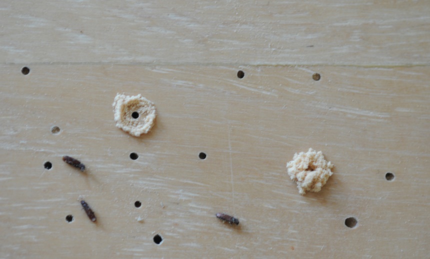 How to Get Rid of Powder Post Beetles: Pet-Safe & Natural Methods