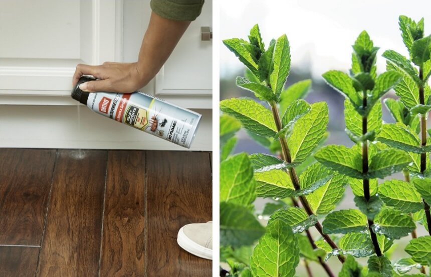 How to Get Rid of Powder Post Beetles: Pet-Safe & Natural Methods