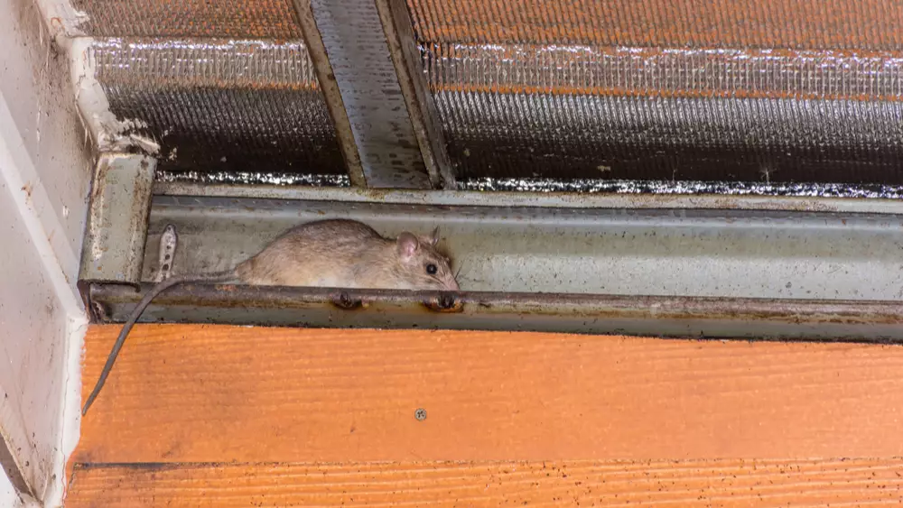How to Get Rid of Rats in Walls and Ceiling: the Most Effective Methods