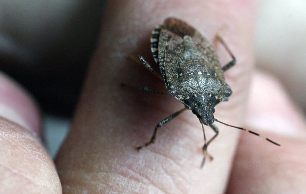 How to Get Rid of Stink Bugs - Idendify and Eliminate!