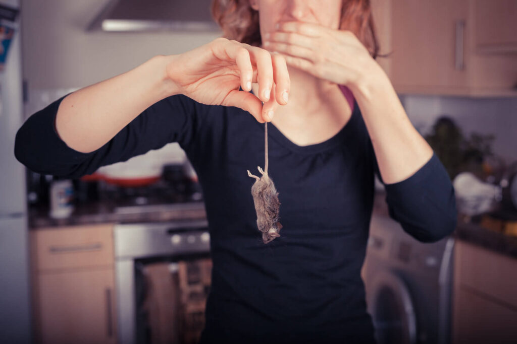 How to Get Rid of a Dead Rat Smell: Effective Solutions and Extra Tips