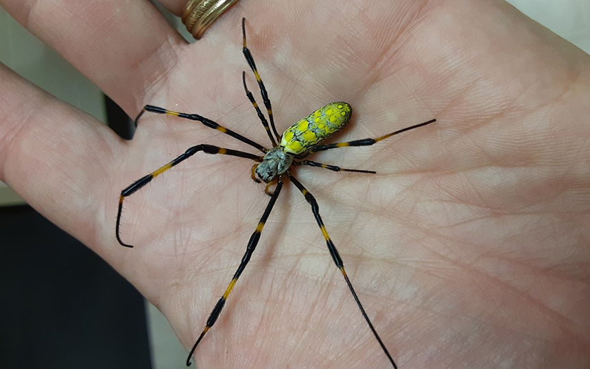 How to Get Rid of Joro Spiders: 4 Most Effective Ways and Tips