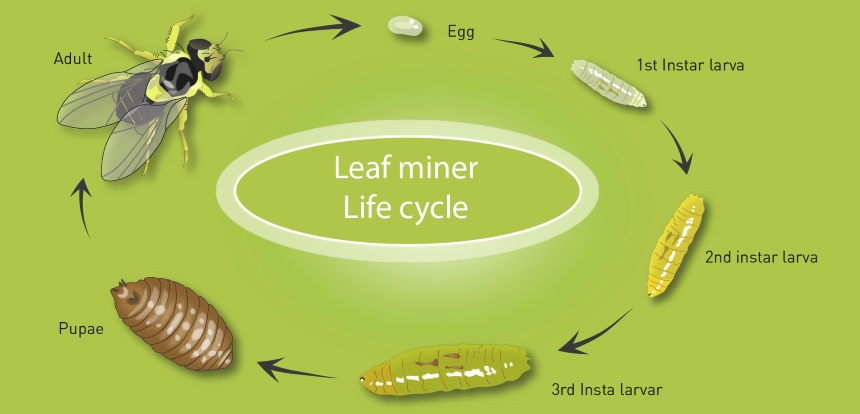 How to Get Rid of Leafminers? Tips and Tricks for Effective Extermination!