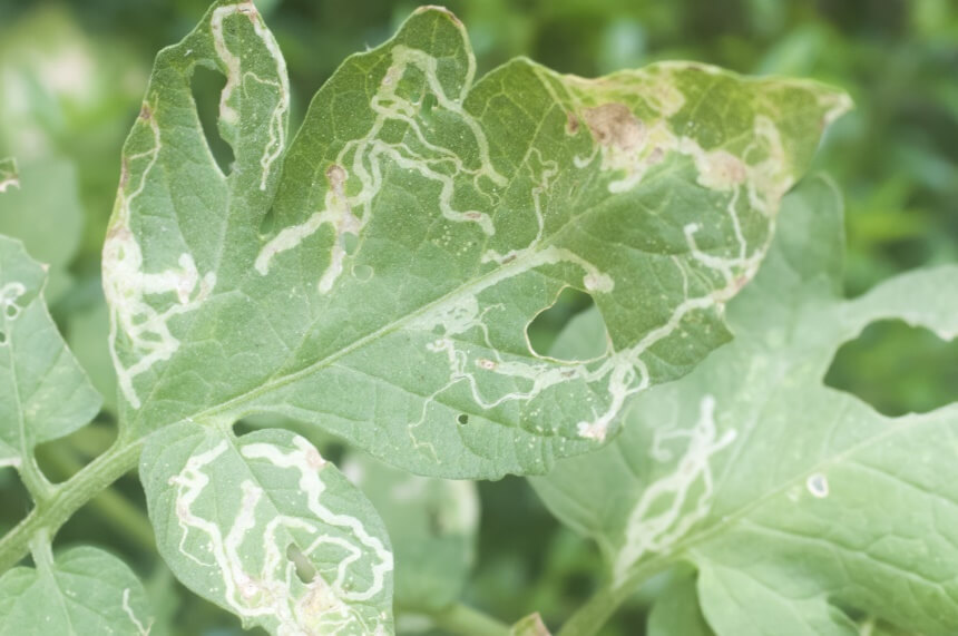 How to Get Rid of Leafminers? Tips and Tricks for Effective Extermination!