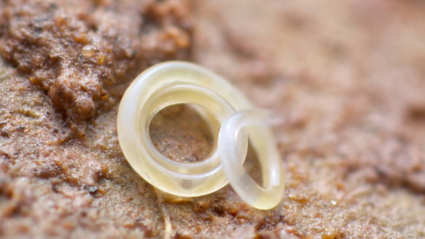 How to Get Rid of Leafminers? Tips and Tricks for Effective Extermination!