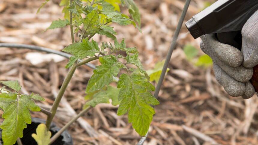 How to Get Rid of Leafminers? Tips and Tricks for Effective Extermination!