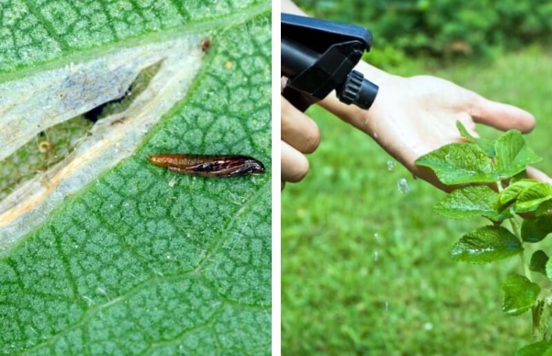 How to Get Rid of Leafminers? Tips and Tricks for Effective Extermination!