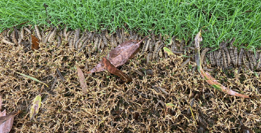 How to Kill Armyworms in Yard