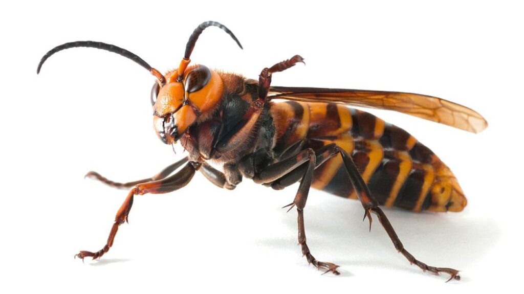 How To Get Rid of Hornets Safely