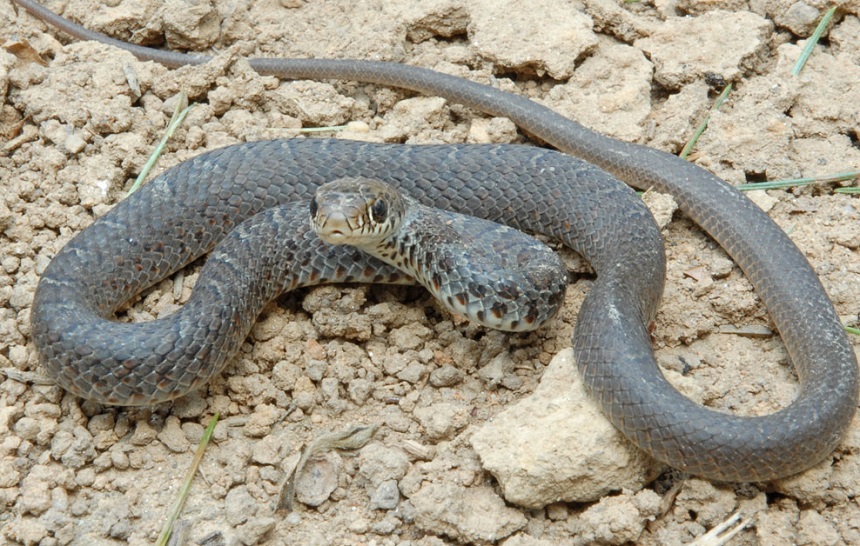 How Long Do Snakes Live as Pets and in the Wild?