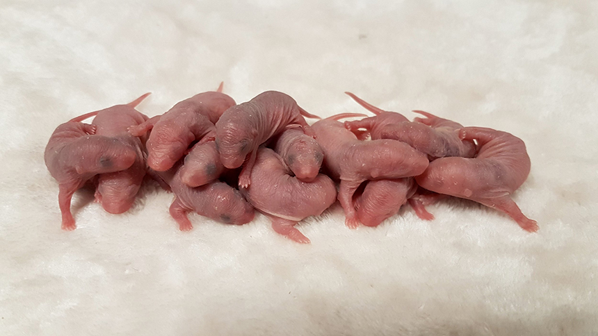 How Long Do Rats Live as Pets and in the Wild?