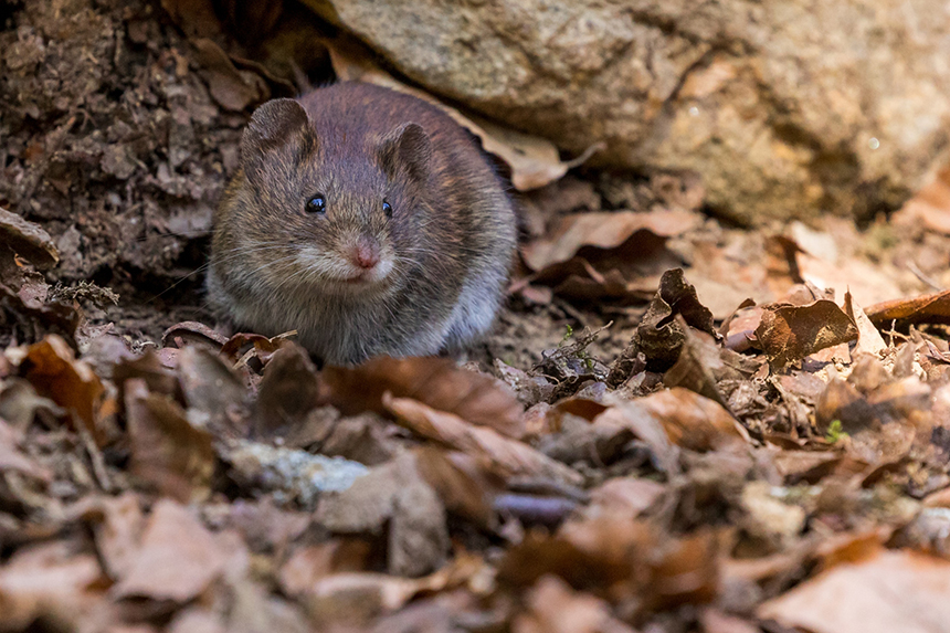 How to Get Rid of Rats in Walls and Ceiling: the Most Effective Methods