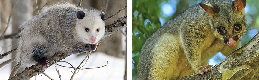 How to Get Rid of Possums in Your Yard