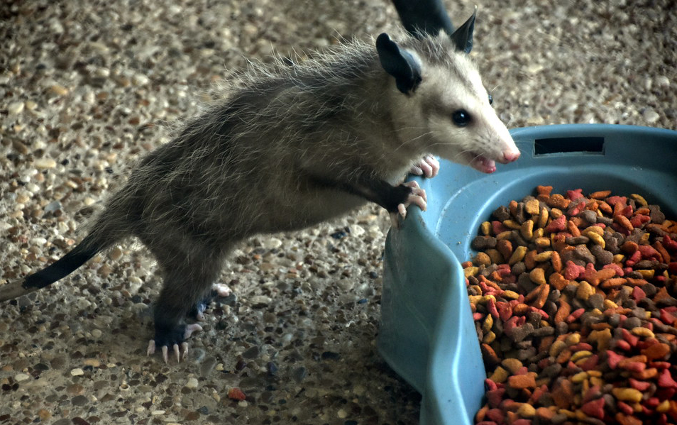 How to Get Rid of Possums in Your Yard