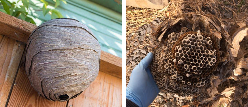 How To Get Rid of Hornets Safely