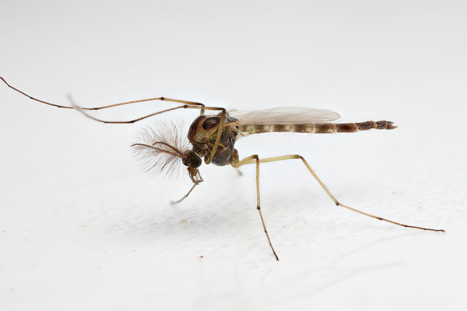 How to Get Rid of Midges Infestation in the House and Outside Naturally
