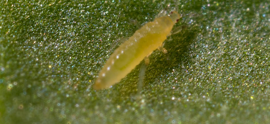 How to Get Rid of Thrips on Your Plants