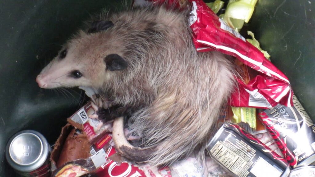 How to Get Rid of Possums in Your Yard