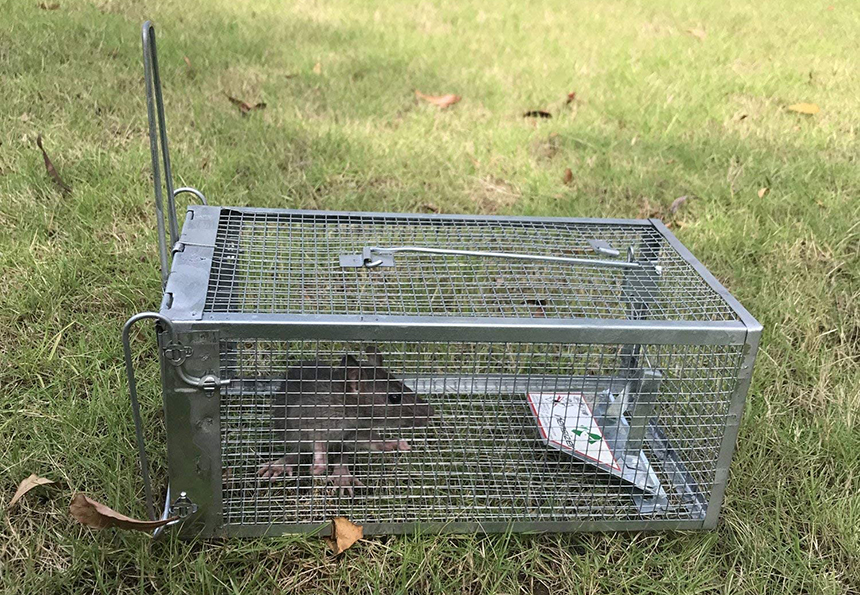 How to Get Rid of Rats in Walls and Ceiling: the Most Effective Methods