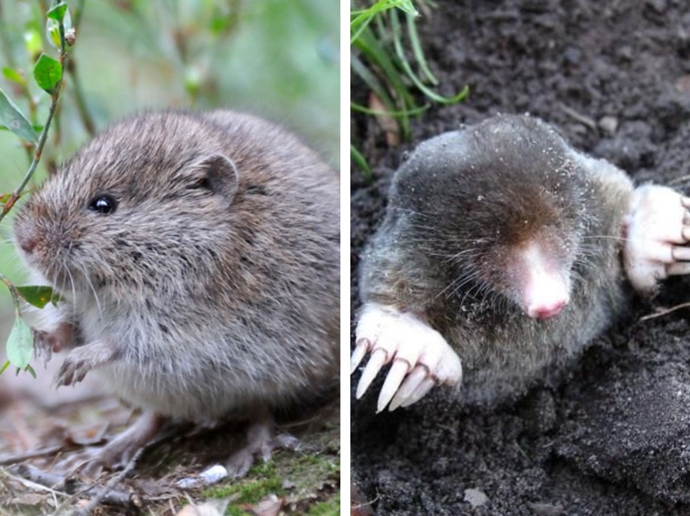 Voles vs. Moles: What’s the Difference