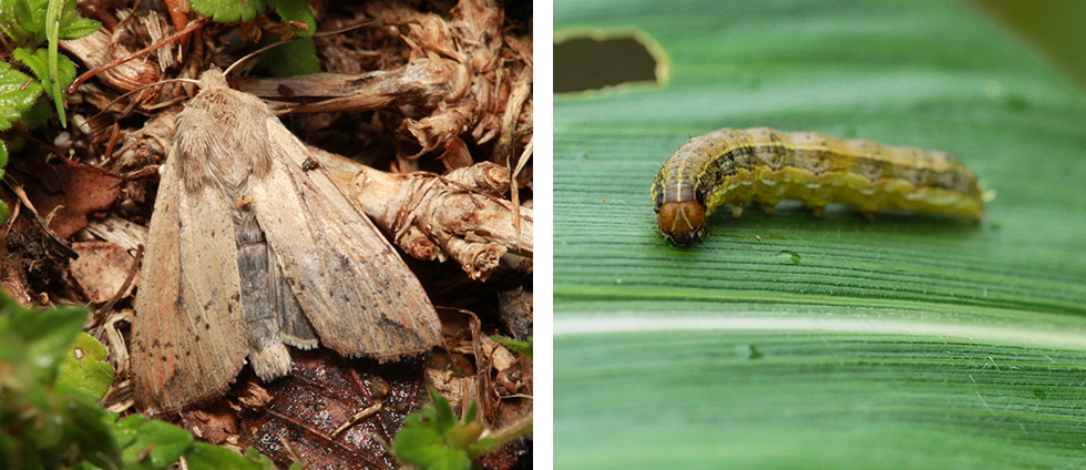 How to Kill Armyworms in Yard