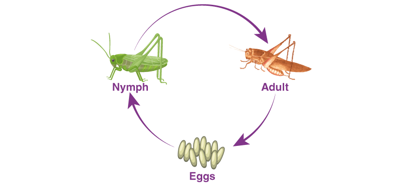 How to Get Rid of Grasshoppers and Stop Their Damage