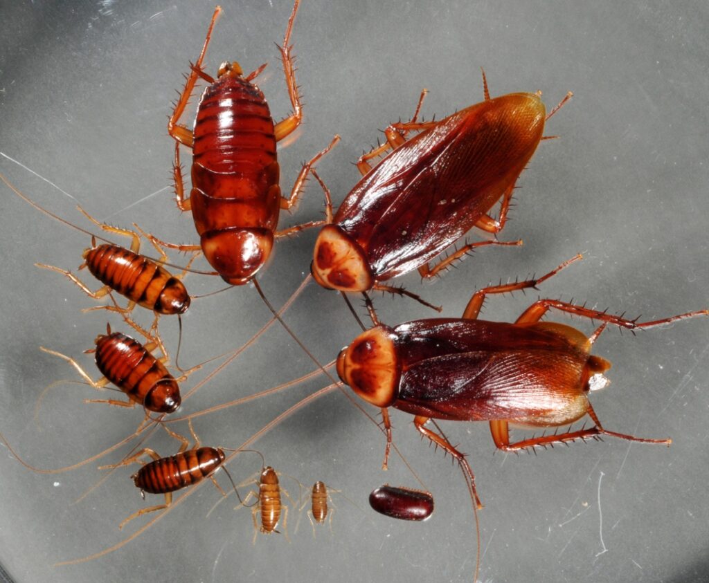 Baby Roaches: How Do They Look and What to Do if You've Found Them?
