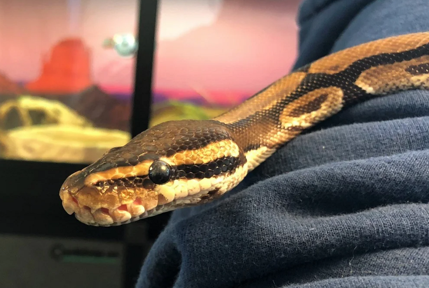 How Long Do Snakes Live as Pets and in the Wild?