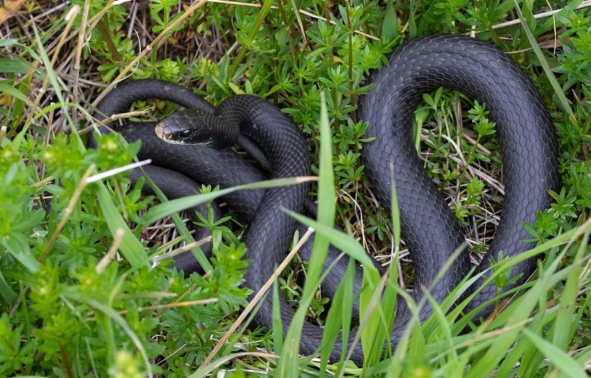 How Long Do Snakes Live as Pets and in the Wild?