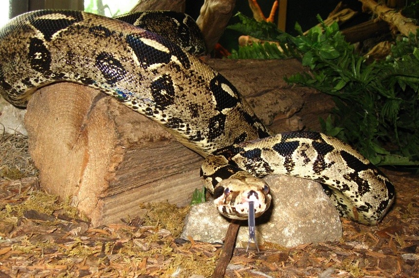 How Long Do Snakes Live as Pets and in the Wild?