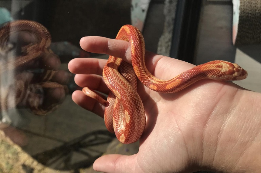 How Long Do Snakes Live as Pets and in the Wild?