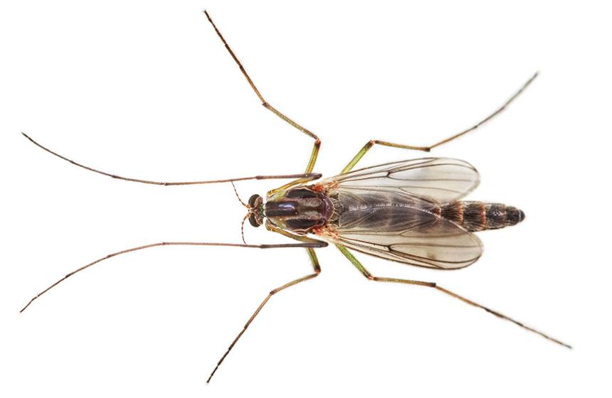 How to Get Rid of Midges Infestation in the House and Outside Naturally